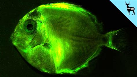 The Whimsical World of Magical Lights Fish